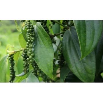 Piper Nigrum ( Kali Mirch ) Plant