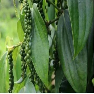 Piper Nigrum ( Kali Mirch ) Plant