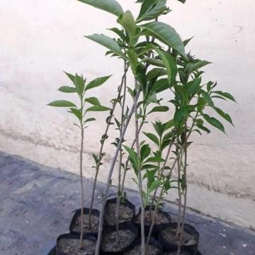 Adansonia Digitata ( Kalpvriksha ) 10 Seeds Pack
