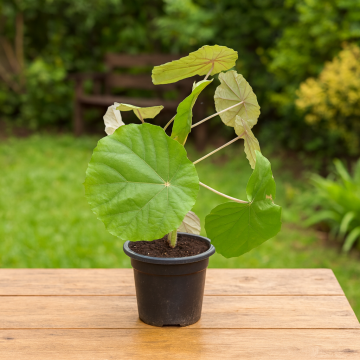 Pterospermum Acerifolium, Kanak Champa Plant