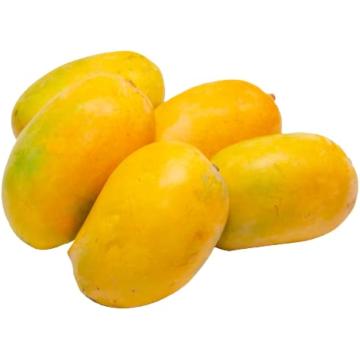  Kesar Mango Fruit Plant Grafted