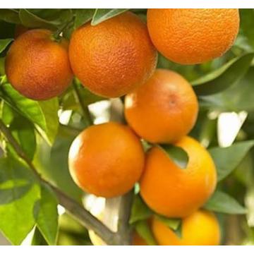 Buy Orange Kinnow Fruit Plant 