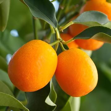 Citrus Japonica ( Kumquat ) Plant