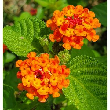 Lantana Camara  Plant ( Wild Sage, Spanish Flag ) 