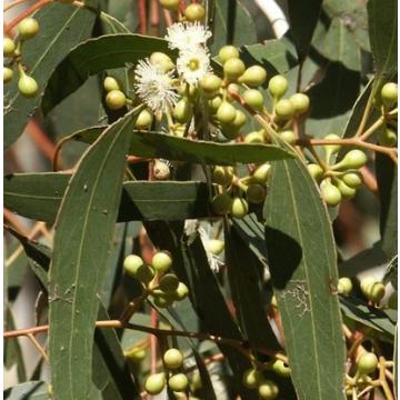 Corymbi Citriodora, Lemon Eucalyptus Plant 
