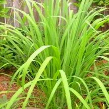 Buy Lemon Grass Plant ( Cymbopogon Citratus )