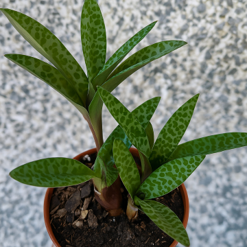 Buy Leopard Lily Plant , Silver Squill ( Ledebouria Socialis )