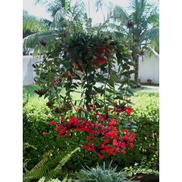 Buy Aeschynanthus lobbianus Plant , Lipstick Plant 