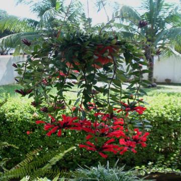 Buy Aeschynanthus lobbianus Plant , Lipstick Plant 