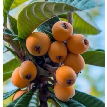 Eriobotrya Japonica , Loquat Fruit Plant