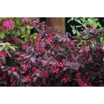 Buy Loropetalum Chinensis Plant, Chinese Fringe Bush Plant 