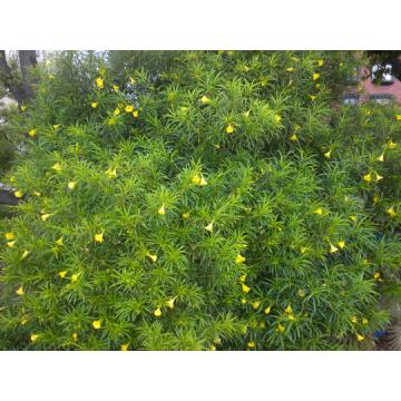 Thevetia Peruviana(  Kaner )  , Yellow Oleander Plant 
