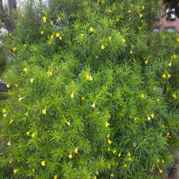 Thevetia Peruviana(  Kaner )  , Yellow Oleander Plant 