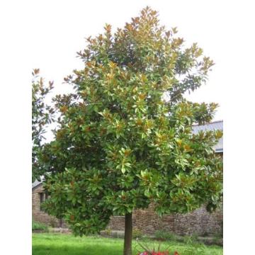 Buy Magnolia Grandiflora Plant, Him Champa Plant 