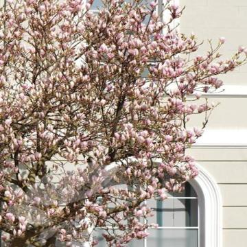 Buy Magnolia Soulangeana ( Saucer Magnolia ) Plant , Magnolia Tulip Tree