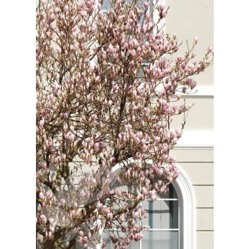 Buy Magnolia Soulangeana ( Saucer Magnolia ) Plant , Magnolia Tulip Tree