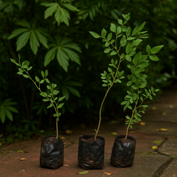 Maha vilvam Bel Patra Plant