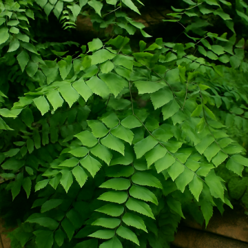 Buy Adiantum Maidenhair Fern Plant  