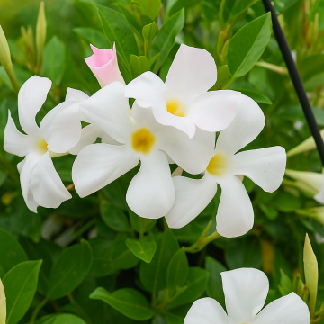 Buy Mandevilla Plant  ( Assorted ) 