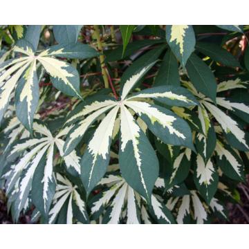 Manihot Esculenta ( Cassava ) Variegated Plant