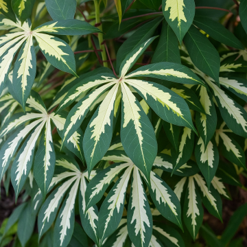 Manihot Esculenta ( Cassava ) Variegated Plant