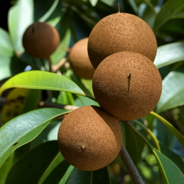 Manilkara Zapota, Chikoo, Sapota Grafted Plant