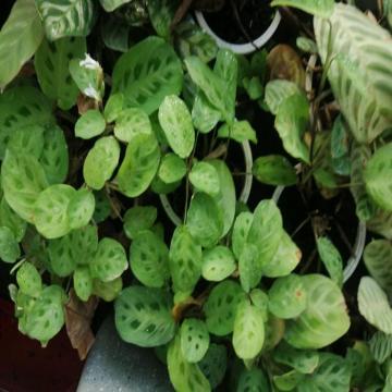Buy Maranta Leuconeura Plant , Prayer Plant 