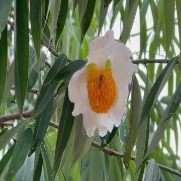  Buy Mesua Ferrea ( Nagkesar ) Plant