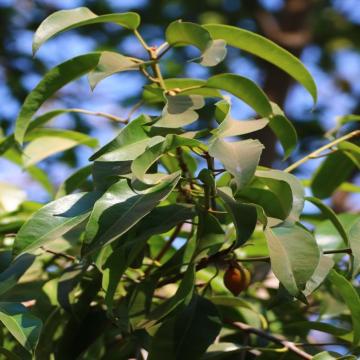 Buy Mimusops Elengi, Spanish Cherry  ( Molshree ) Plant 