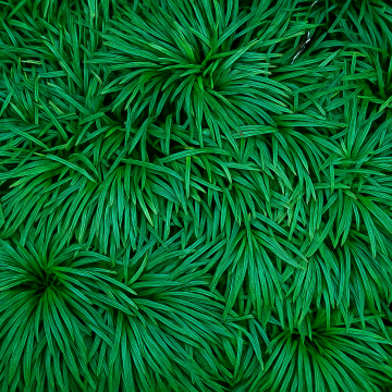 Buy Mondo Grass (  Ophiopogon Japonicus ) - Pack Of 2 Plants