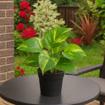 Buy Money Plant ( Epipremnum Aureum ) Air Purifier Plant 