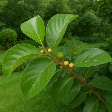 Buy Artocarpus Lacucha ( Badhar ) , Monkey Jack Plant 