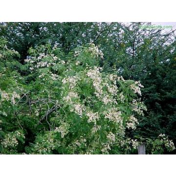 Moringa Oleifera Drumstick 100 Seeds Pack