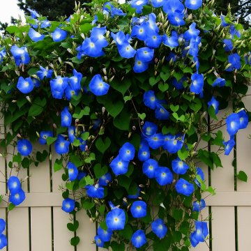 Buy Ipomoea, Morning Glory Plant