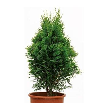 Buy Thuja Compacta Plant, Morpankhi Plant 