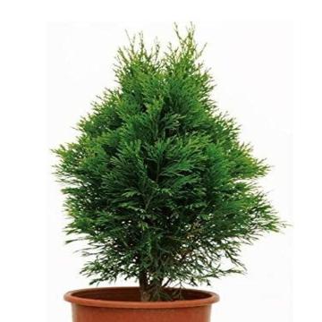 Buy Thuja Compacta Plant, Morpankhi Plant 