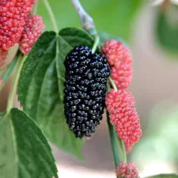 Morus Nigra , Shahtoot Mulberry Plant