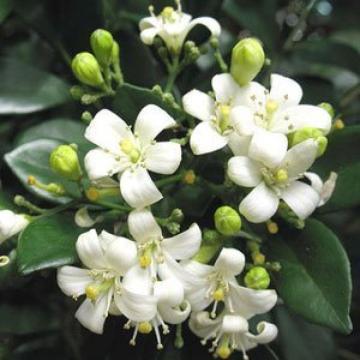 Murraya Exotica Seeds , Andhra Kamini - 25 Seeds  Pack