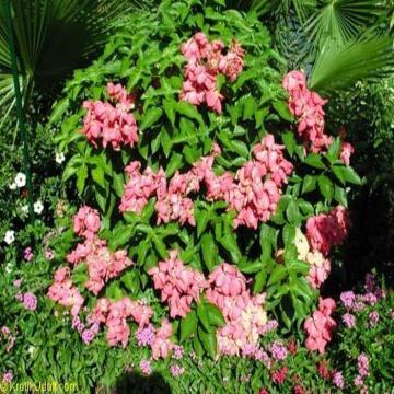 Mussaenda Phillippica , White Mussaenda Plant 