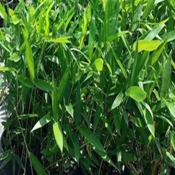 Bambusa Nana ( Nana Bamboo ) Plant