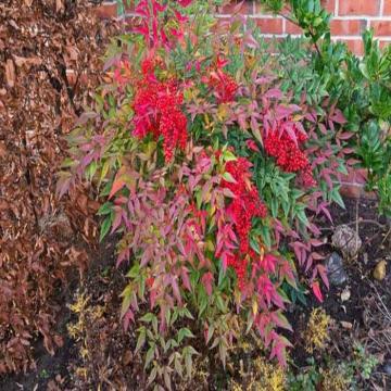 Buy Nandina Domestica ,Sacred Bamboo Plant 
