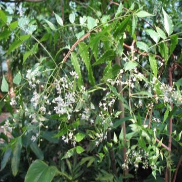 Azadirachta Indica Plant, Neem Plant 