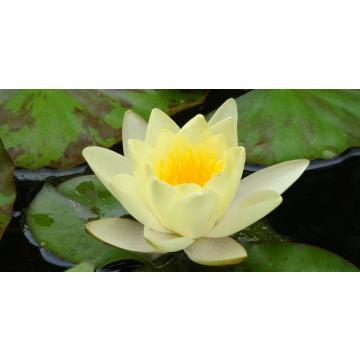 Nelumbo Nucifera, Yellow Lotus - 25 Seeds Pack