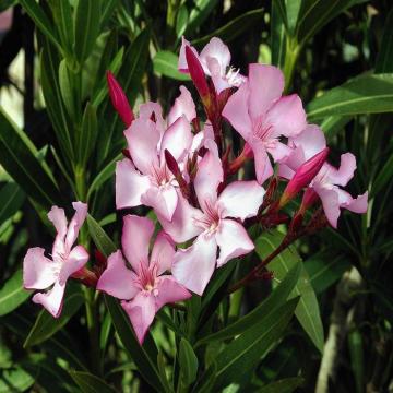 Nerium Indicum, Pink Kaner Plant