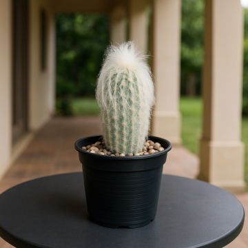 Cephalocereus Senilis ( Old Man Cactus ) Plant