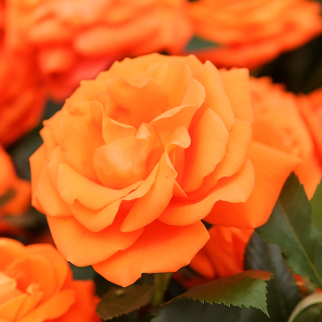 Orange Rose Plant
