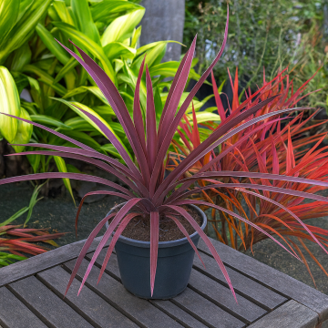 Ornamental Pineapple Plant 