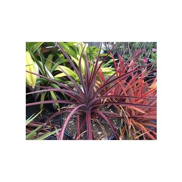 Ornamental Pineapple Plant 