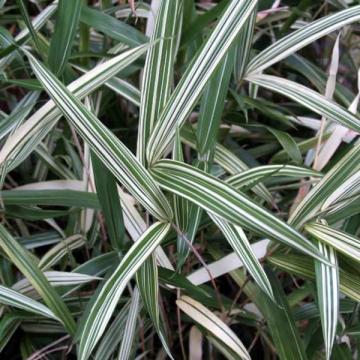 Pleioblastus Sp. , Ornamental Pot Bamboo Plant 