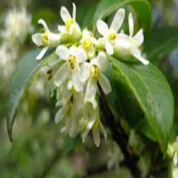 Osmanthus Olea Fragrance Plant